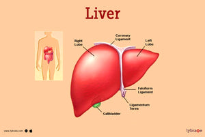 Unveiling the Truth About Liver Health: A Comprehensive Guide
