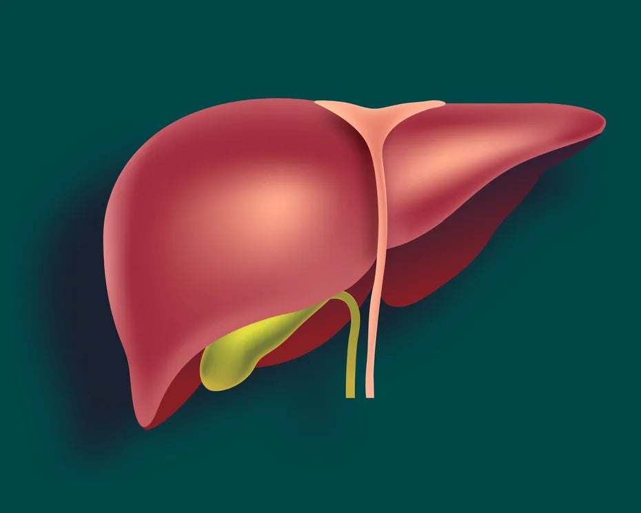 An illustration of a red-brown liver with the yellow-green gallbladder tucked underneath, on a deep teal background.