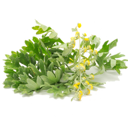 Artemisia Herb