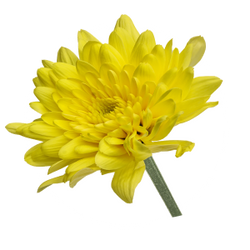 Chrysanthemum