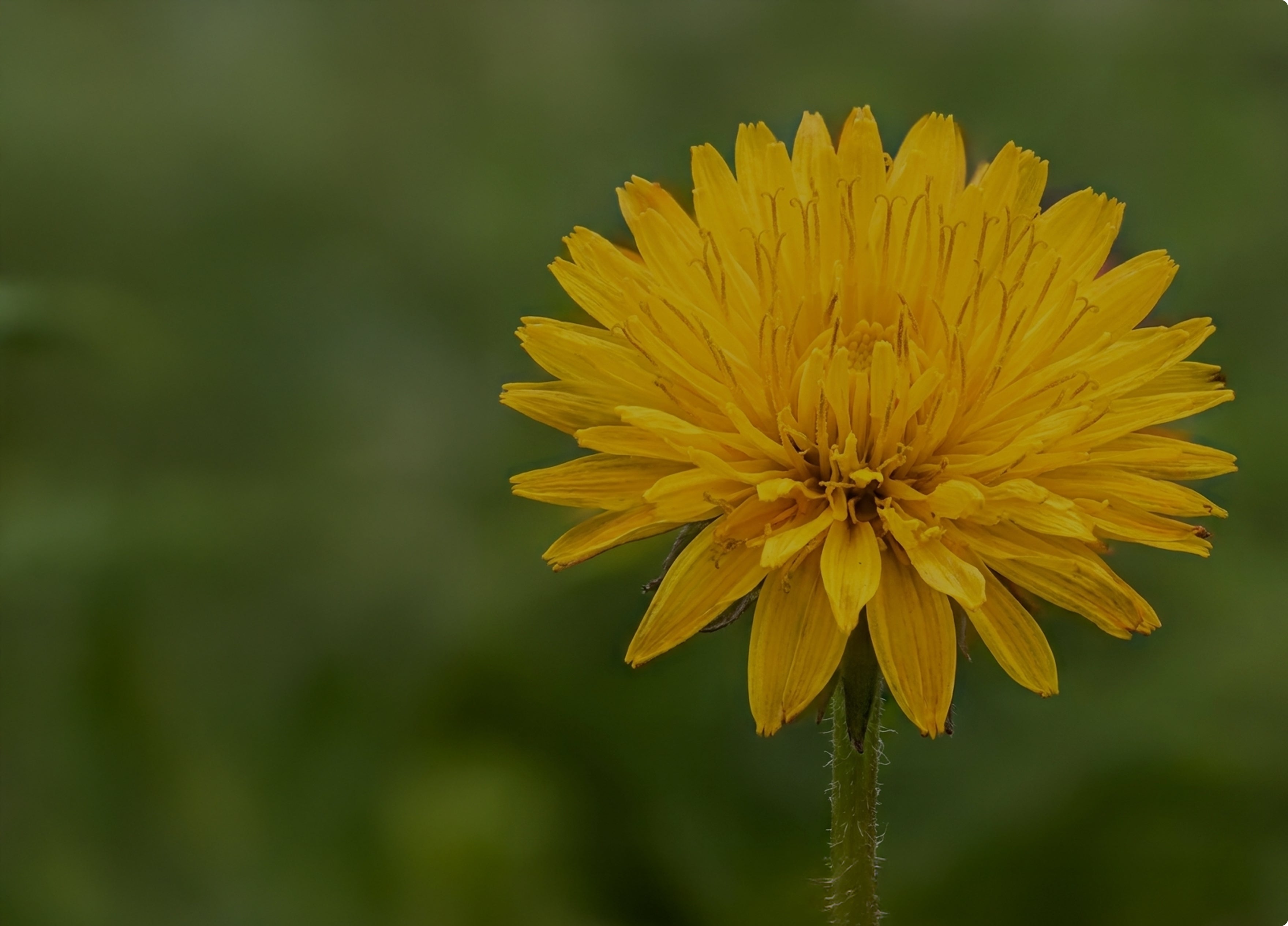 Chrysanthemum