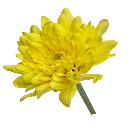 Chrysanthemum