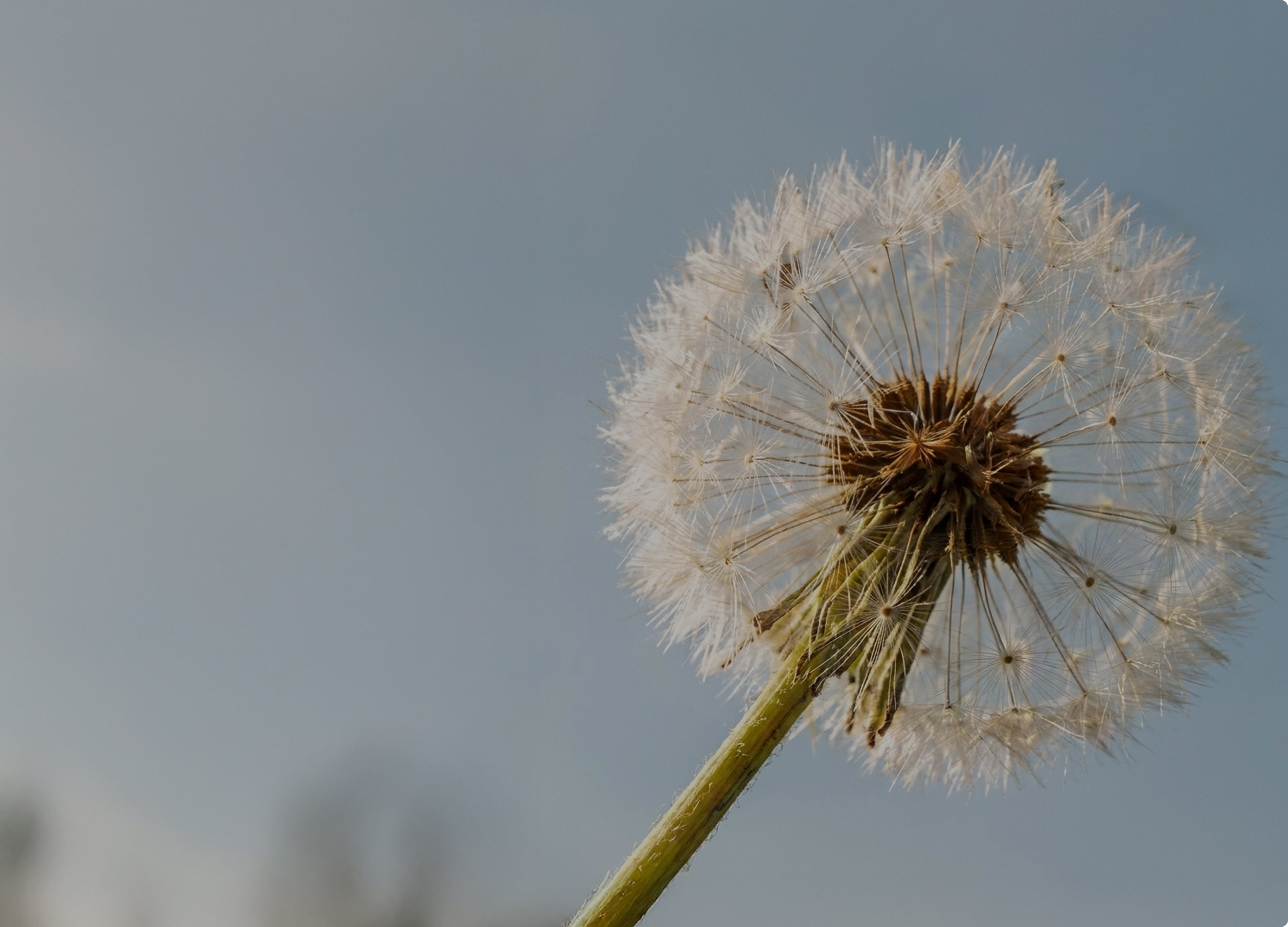 Dandelion