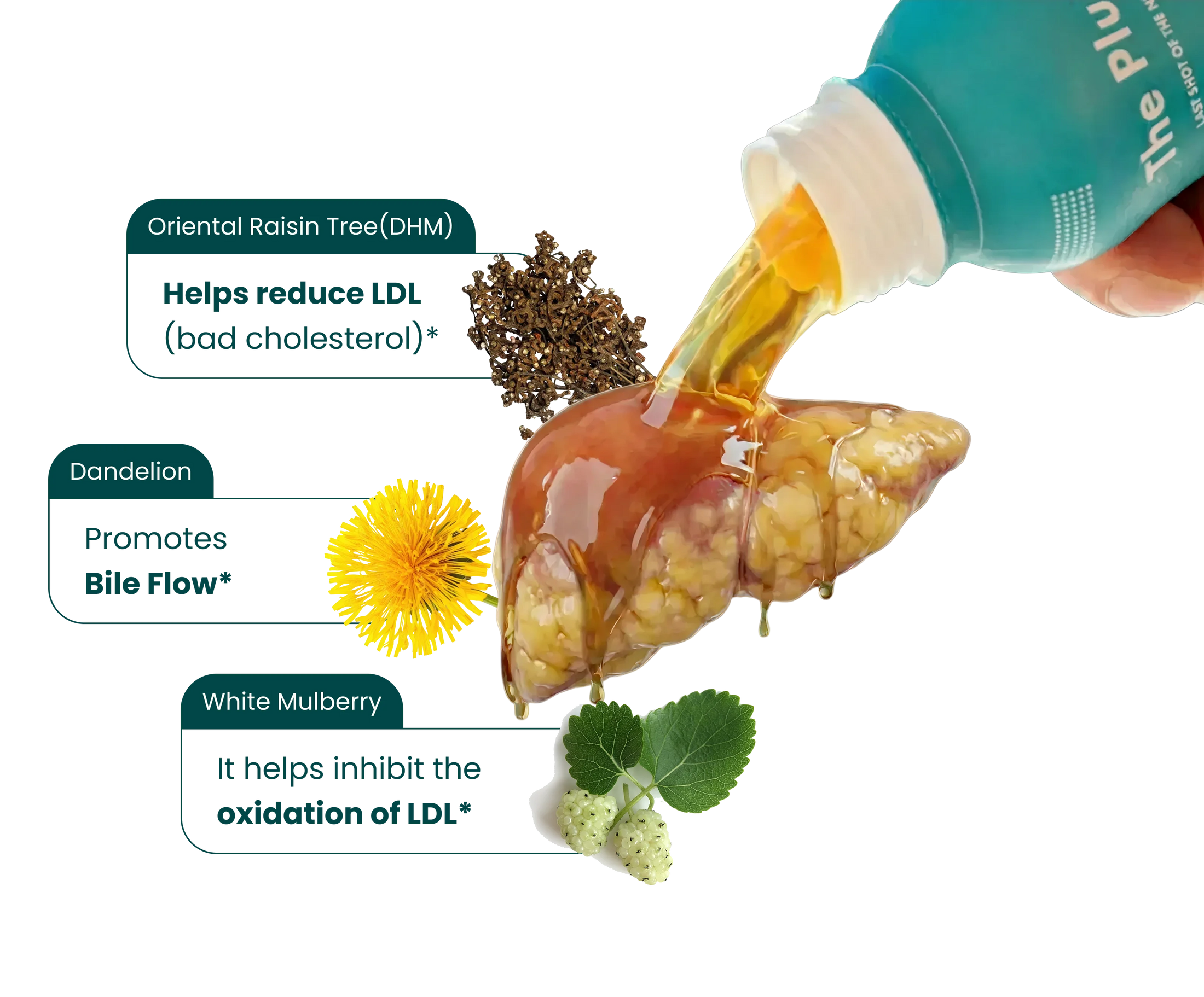 The Plant-Based Solution<br><span>to High Cholesterol.</span>
