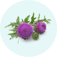 Milk Thistle