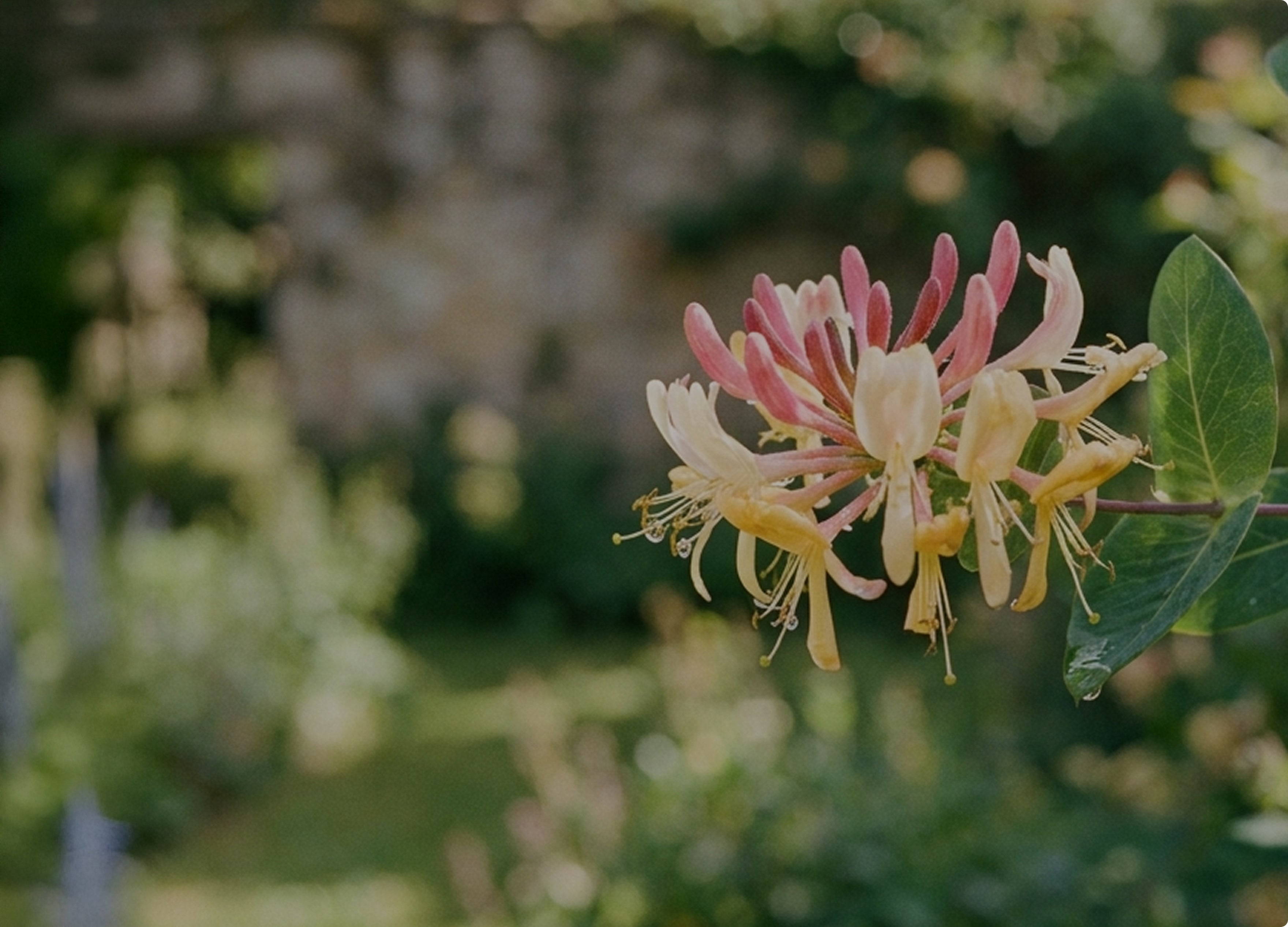 Honeysuckle Flower