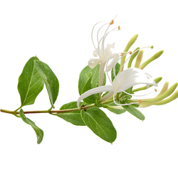 Honeysuckle Flower