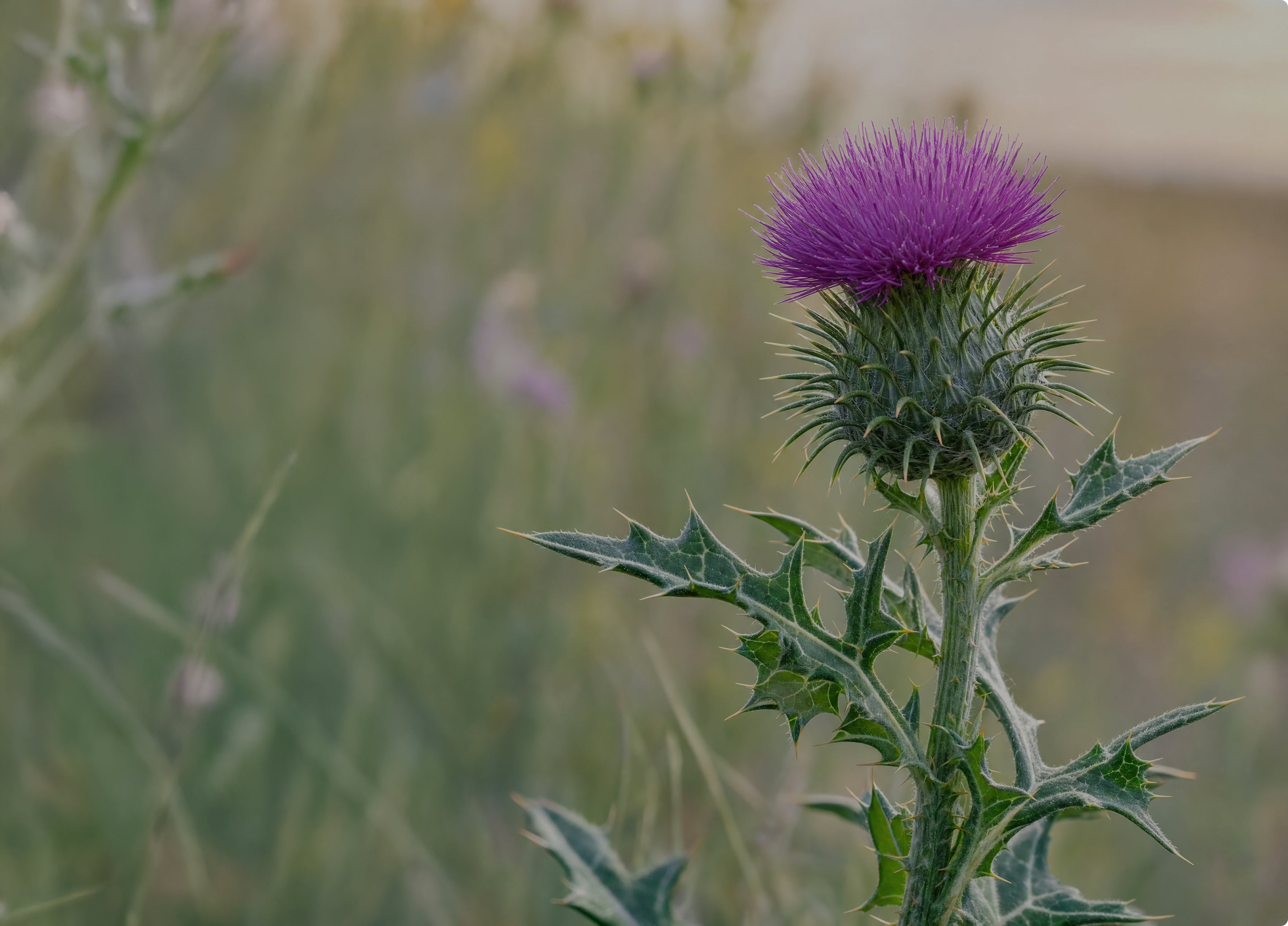 Milk Thistle