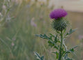 Milk Thistle