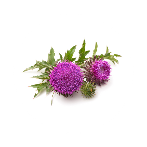 Milk Thistle