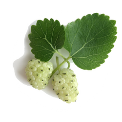 Morus Alba