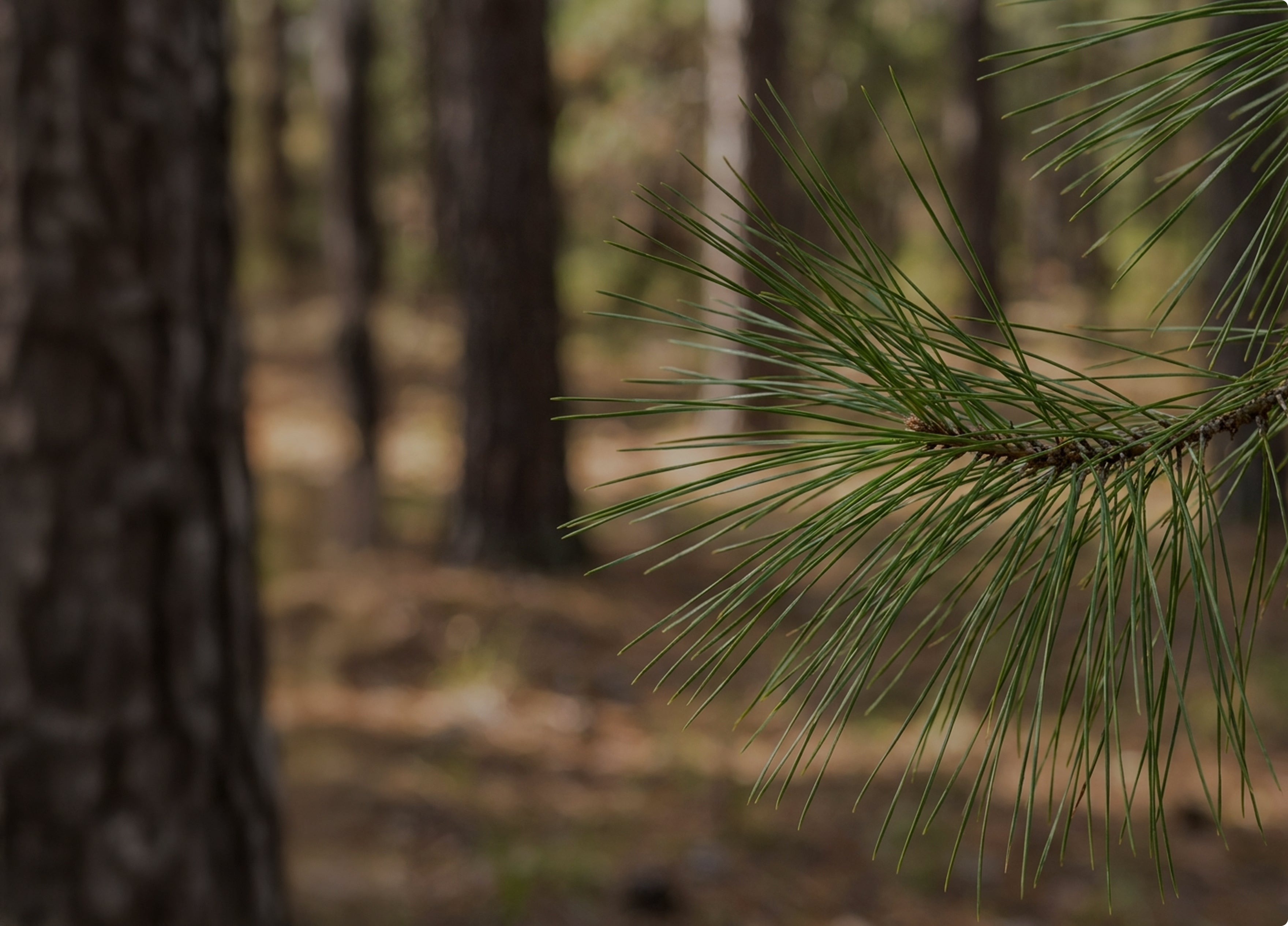Pine Needles
