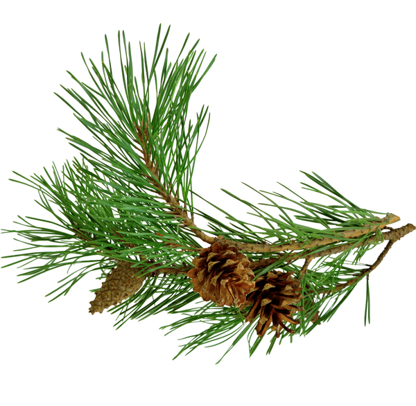 Pine Needles