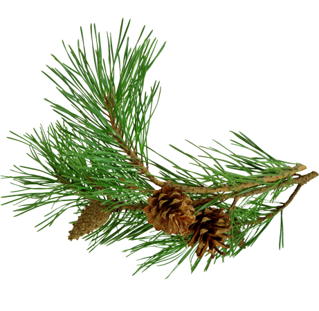 Pine Needles