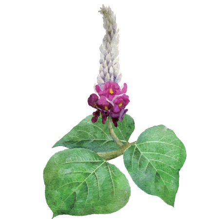 Pueraria Lobata