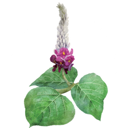 Pueraria Lobata