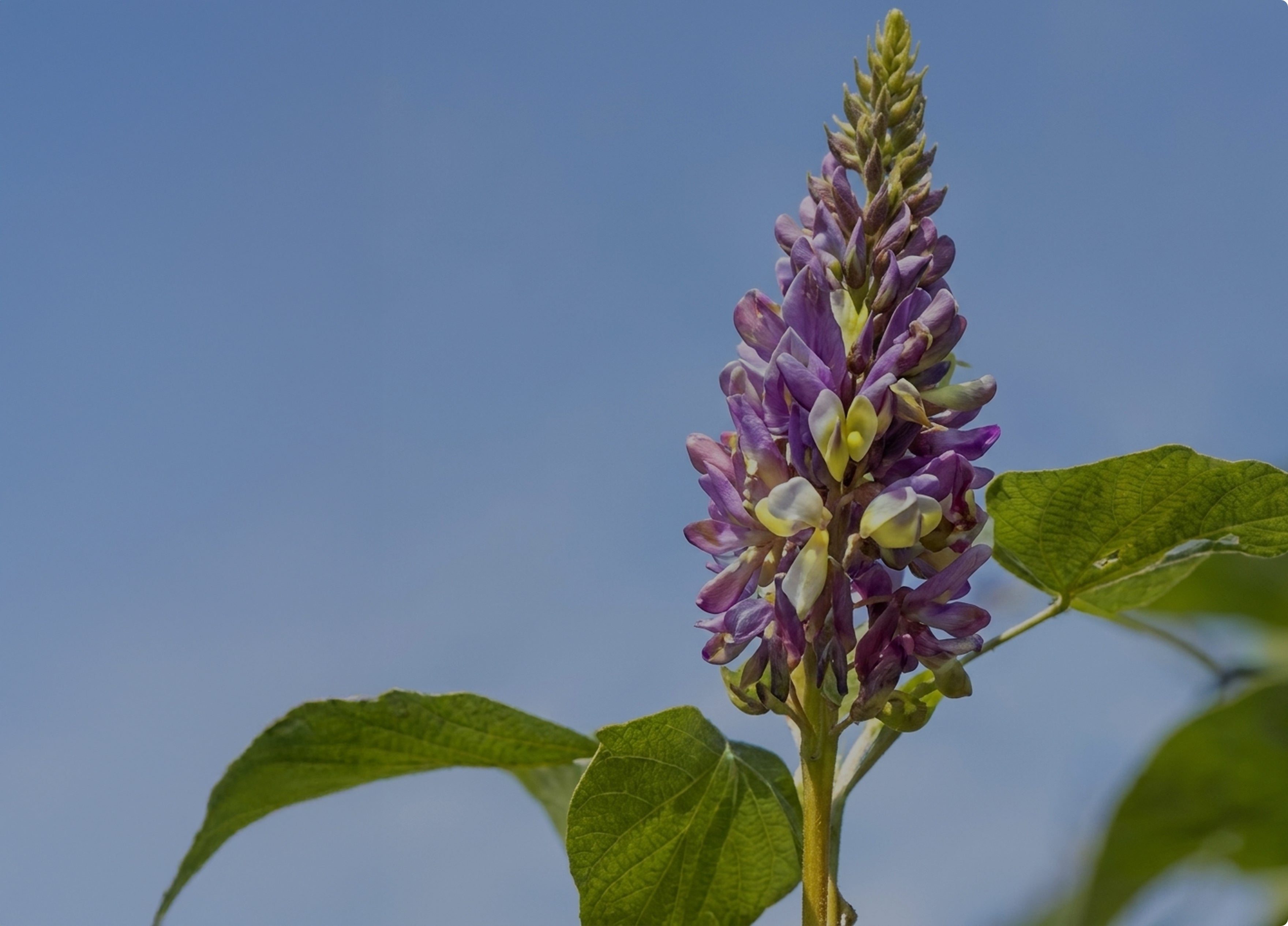 Pueraria Lobata