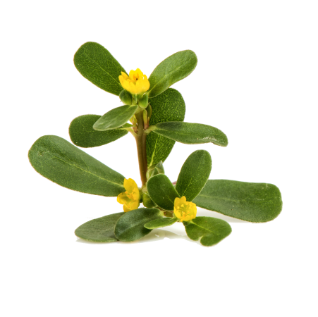 Purslane