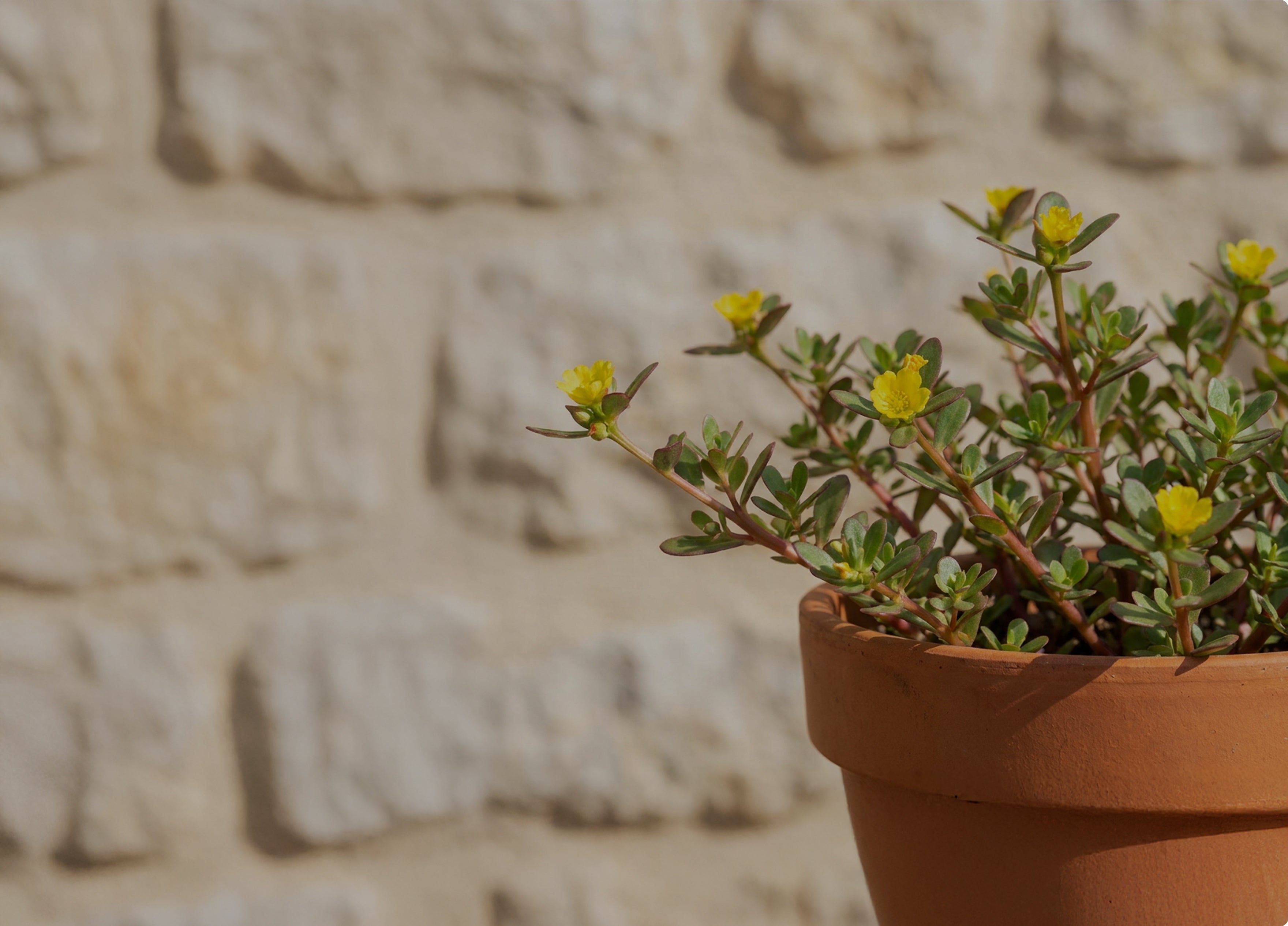 Purslane