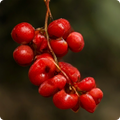Schisandra Chinensis