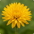 Chrysanthemum