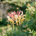 Honeysuckle Flower