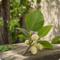 Morus Alba