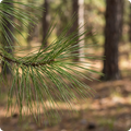 Pine Needles
