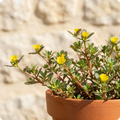 Purslane