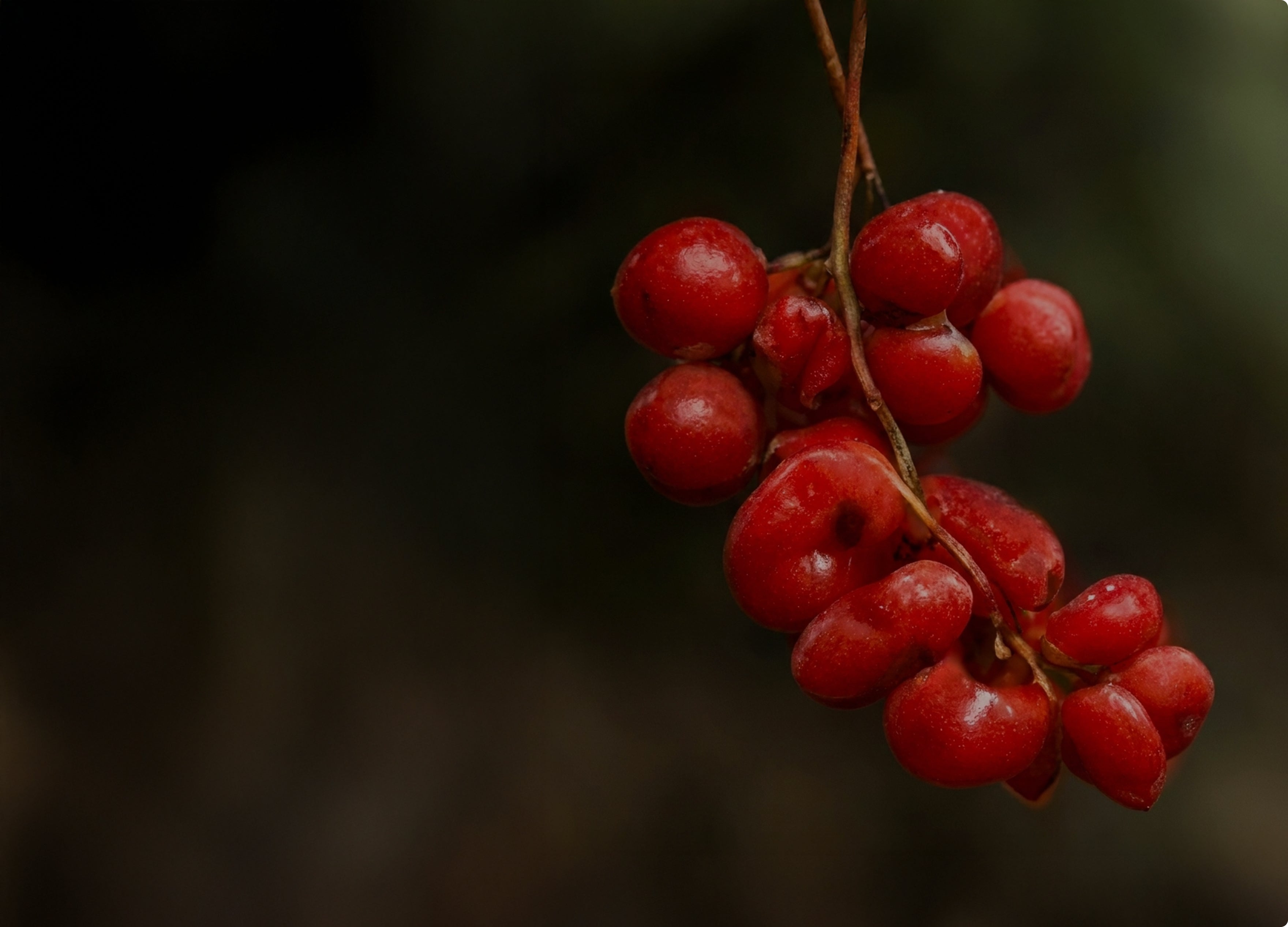Schisandra Chinensis