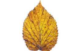 Alder Tree