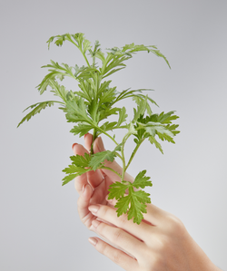 Artemisia Herb