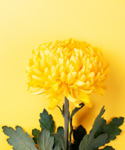 Chrysanthemum