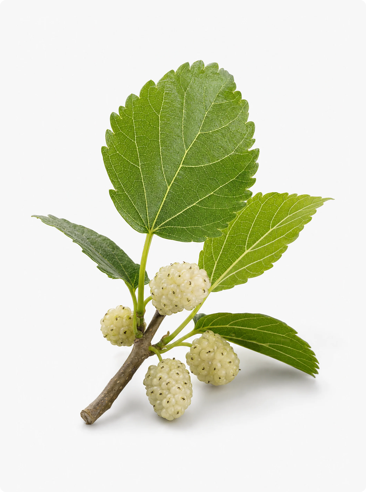 Morus Alba
