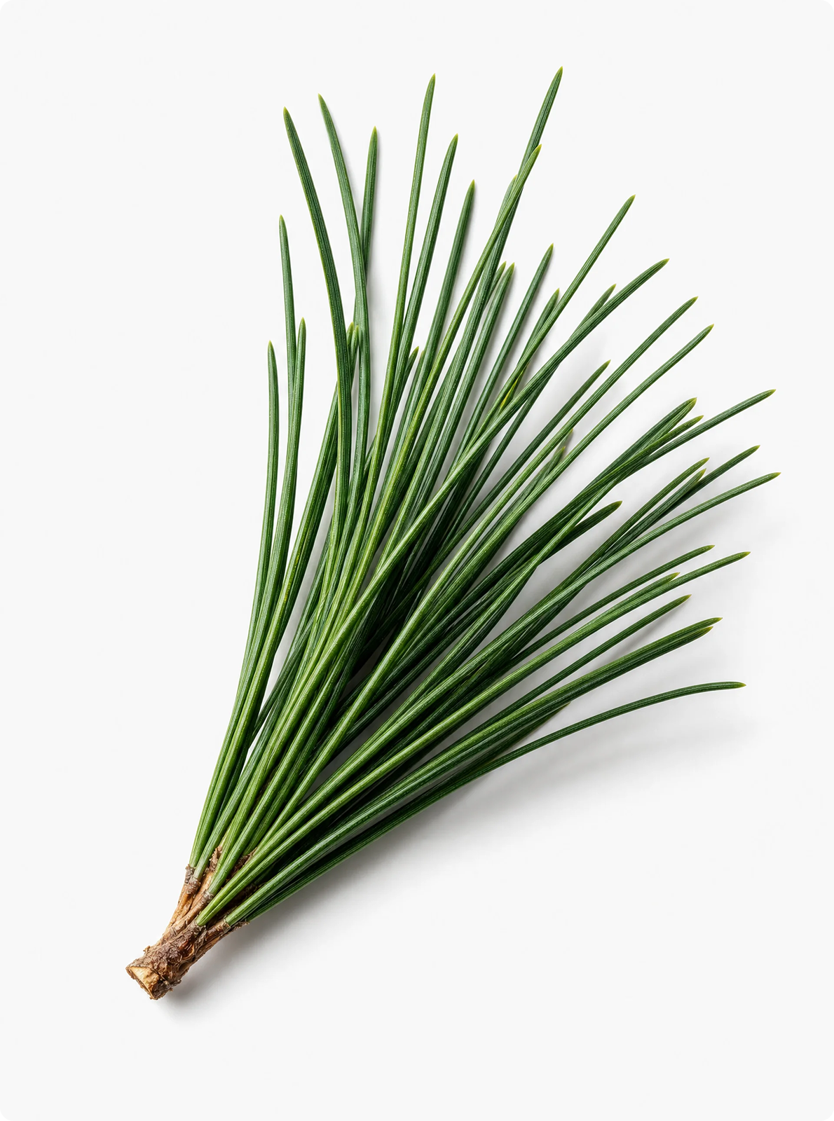Pine Needles