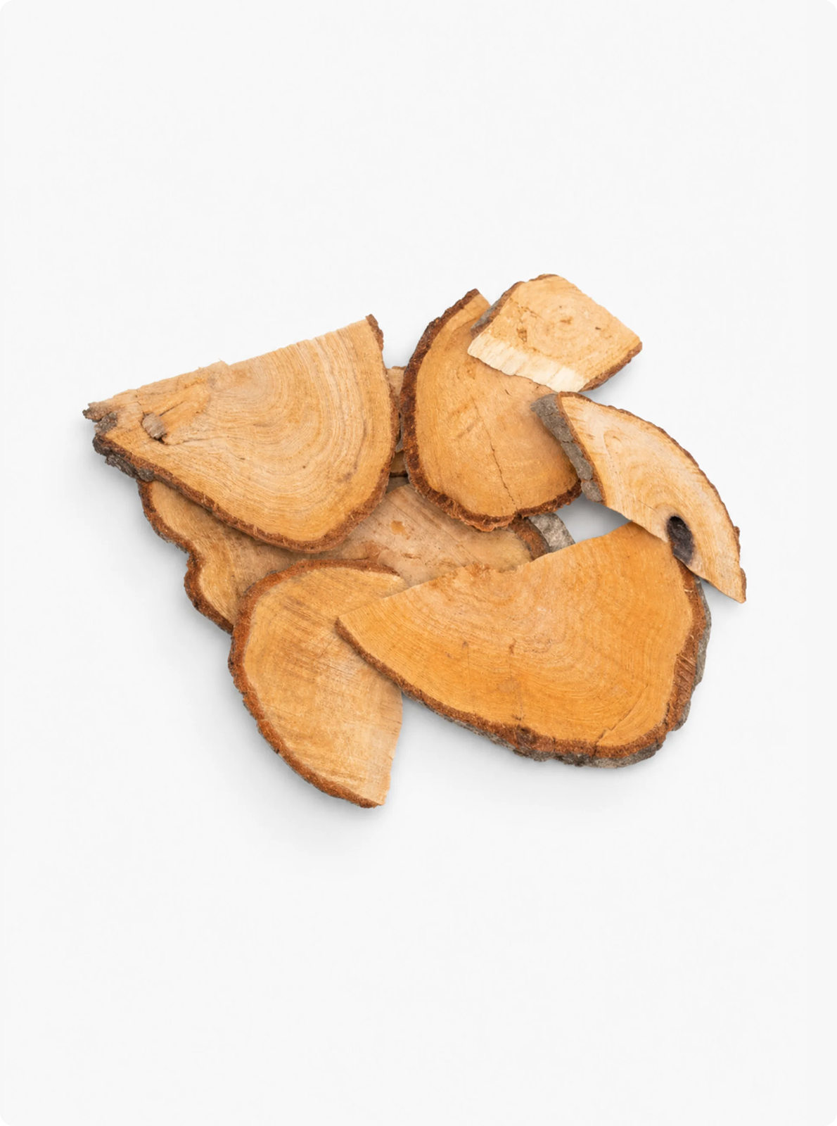 Alder Tree