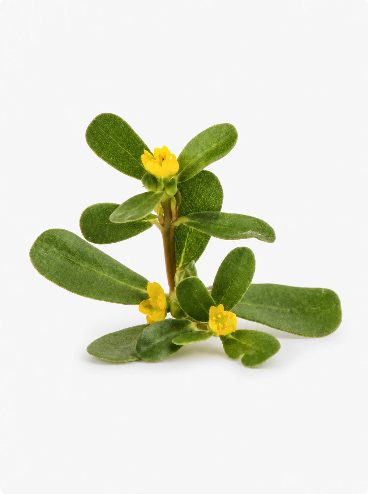 Purslane