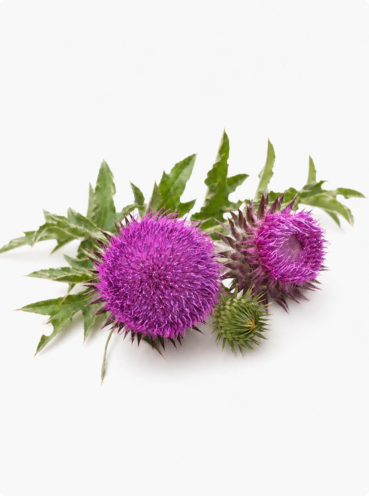 Milk Thistle