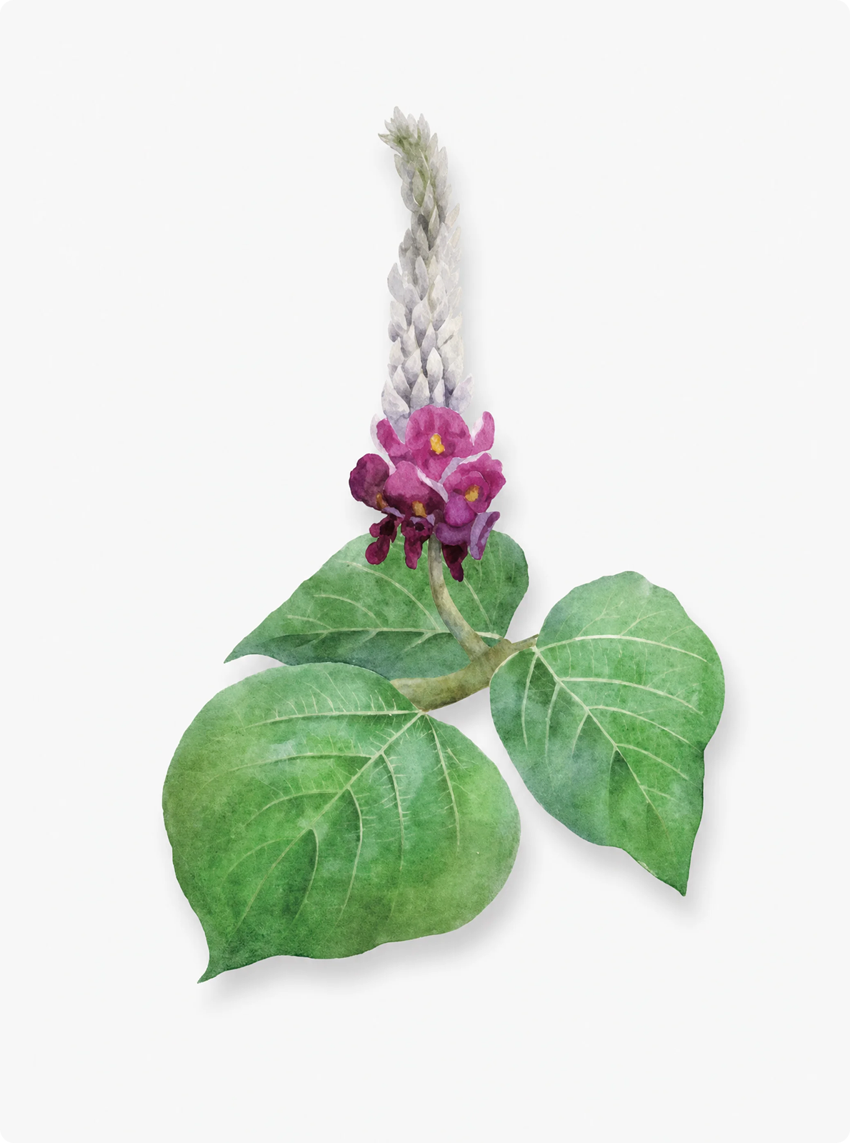 Pueraria Lobata