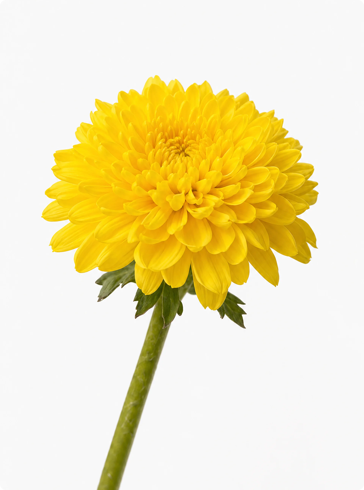 Chrysanthemum
