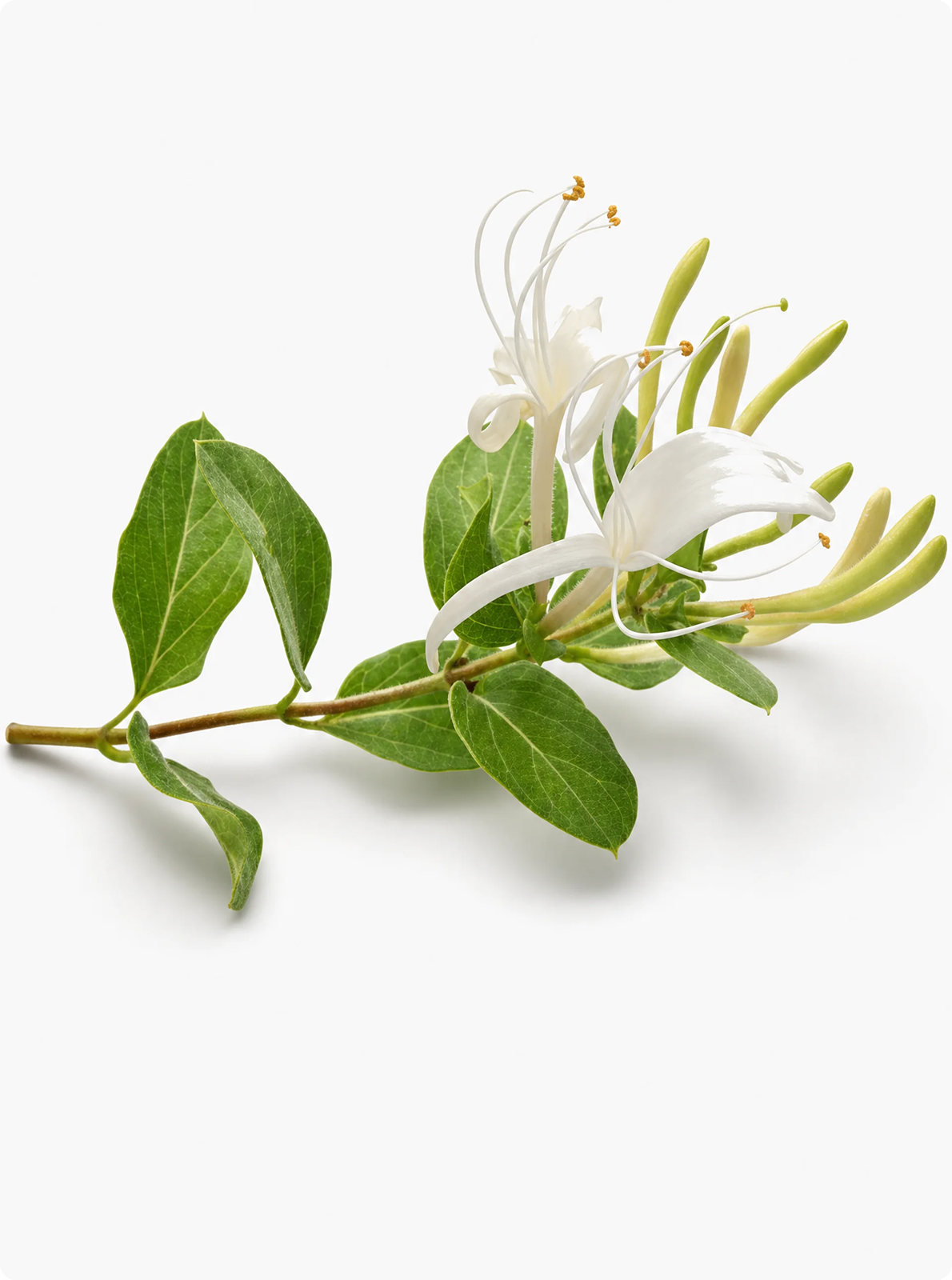 Honeysuckle Flower