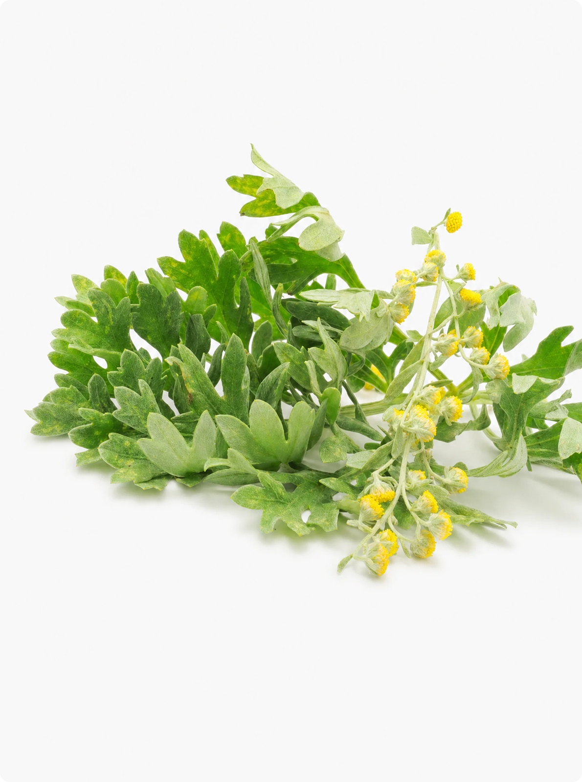 Artemisia Herb