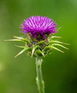 Milk Thistle