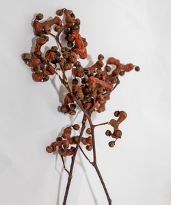 Oriental Raisin Tree (DHM)