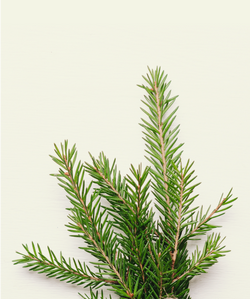 Pine Needles