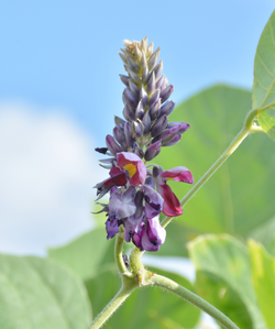 Pueraria Lobata