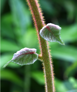 Pueraria Lobata Ohwi