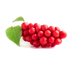 Schisandra