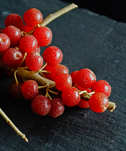 Schisandra Chinensis